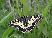 Koninginnepage----Papilio-m.jpg