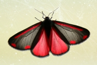 vlinder.jpg